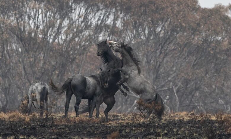 Photo of Australia sacrificará a 10.000 caballos salvajes (y los expertos advierten que es poco)