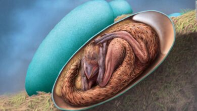 Photo of Hallan un embrión de dinosaurio perfectamente conservado a punto de nacer (y su postura deja boquiabiertos a los científicos)